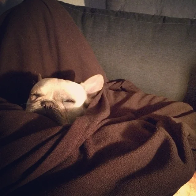Snug as a π in a rug…or a π· in a blanket. #buhi #bulldogs #frenchies #frenchbullies #instafrenchie #atxdogs #austin #texasfrenchies–posted by handsomethepup on Instagram