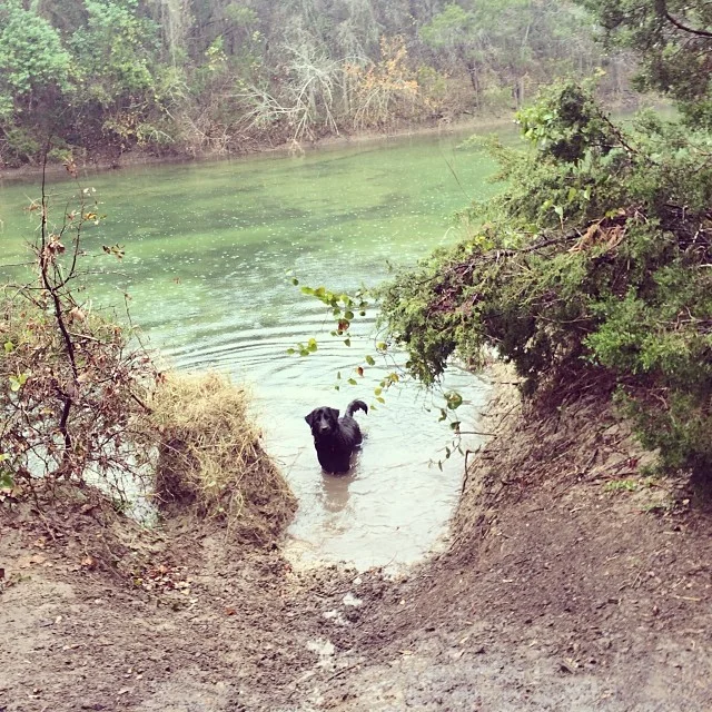 Audrey framed herself #thenakeddog #austin #hiking #boarding #training #atx #dogsofaustin #dogsofinstagram–posted by thenakeddog on Instagram