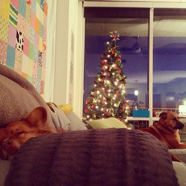 #roughlife #home #austin #atx #downtownliving #woof #whosehouseisthis–posted by pawticular on Instagram