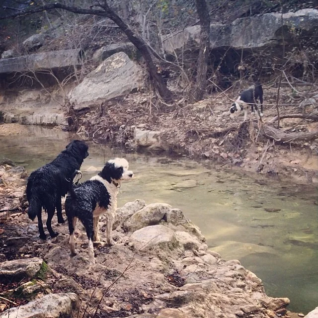 On opposite sides of Turkey Creek #thenakeddog #austin #hiking #boarding #training #atx #dogsofaustin #dogsofinstagram–posted by thenakeddog on Instagram