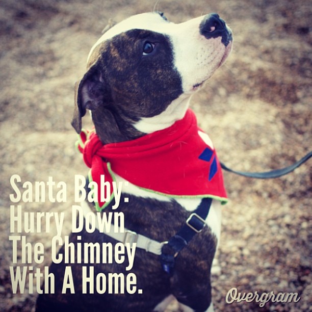 Yahtzee is patiently awaiting #adoption at @austinanimals (7201 Levander Loop in #ATX). She’s good with other dogs and loves to #snuggle. Let’s find this #cutie a home by #Christmas 🌲☺️ #Overgram #instagood #photooftheday #adoptdontshop #picoftheday #instadaily #instagramhub #dawgs #mixedbreeds #pitties #dogs #bestoftheday #igdaily #jj #instagramers #shoutout #mutts–posted by skylinepetcare on Instagram