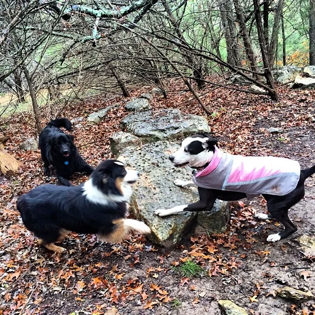 The ever elusive triple play bow! These girls have fun in any weather #thenakeddog #austin #hiking #boarding #training #atx #dogsofaustin #dogsofinstagram–posted by thenakeddog on Instagram