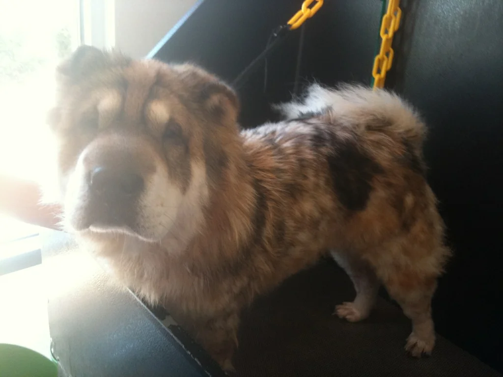 Dirty Dog Grooming Self Serve Dogwash