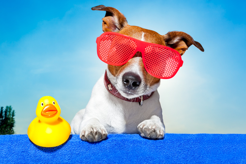 Dog with summer glasses.jpg