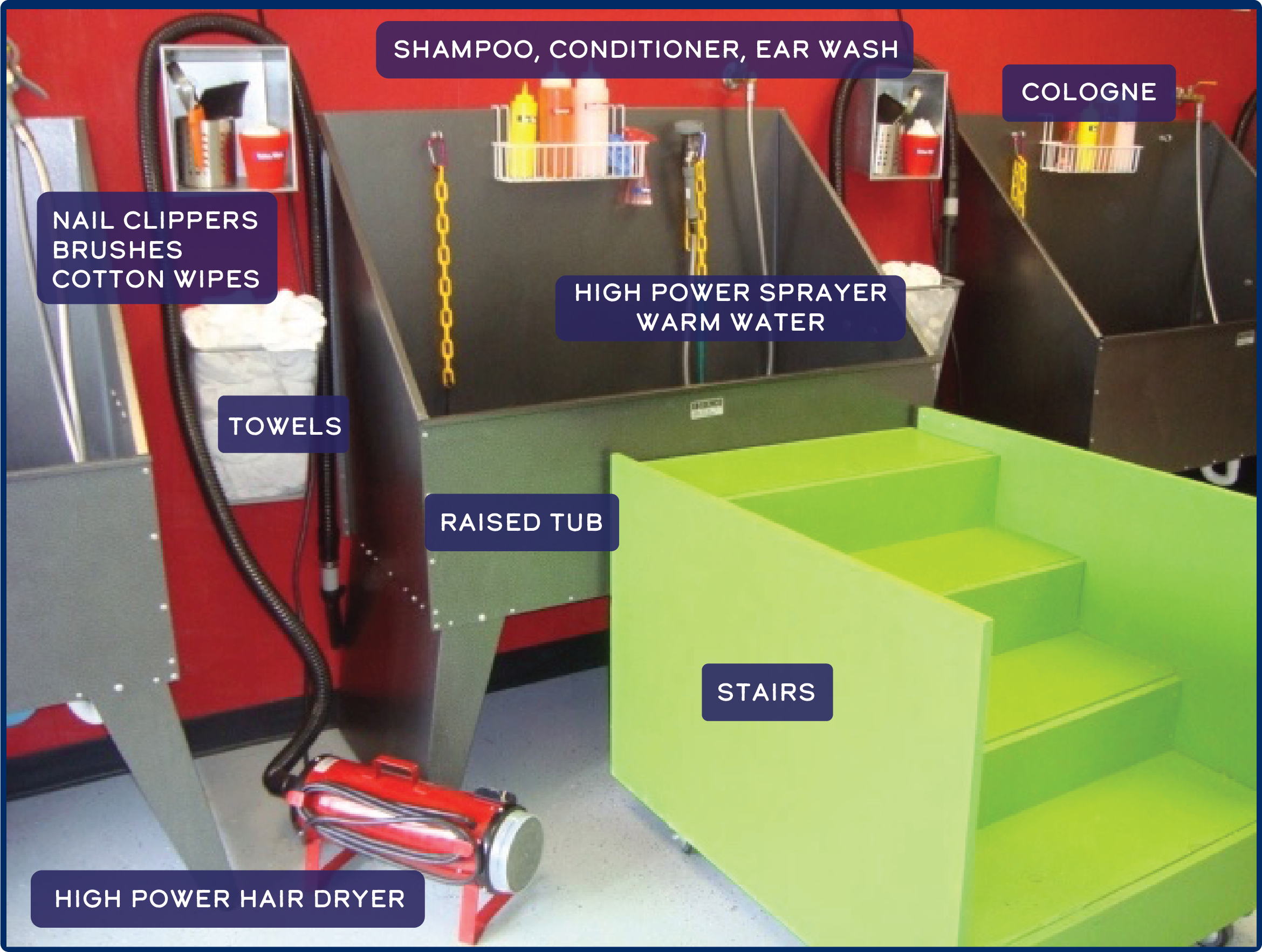 betta fish in bottle