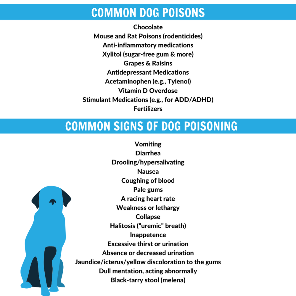 How Much Acetaminophen Is Safe For A Dog