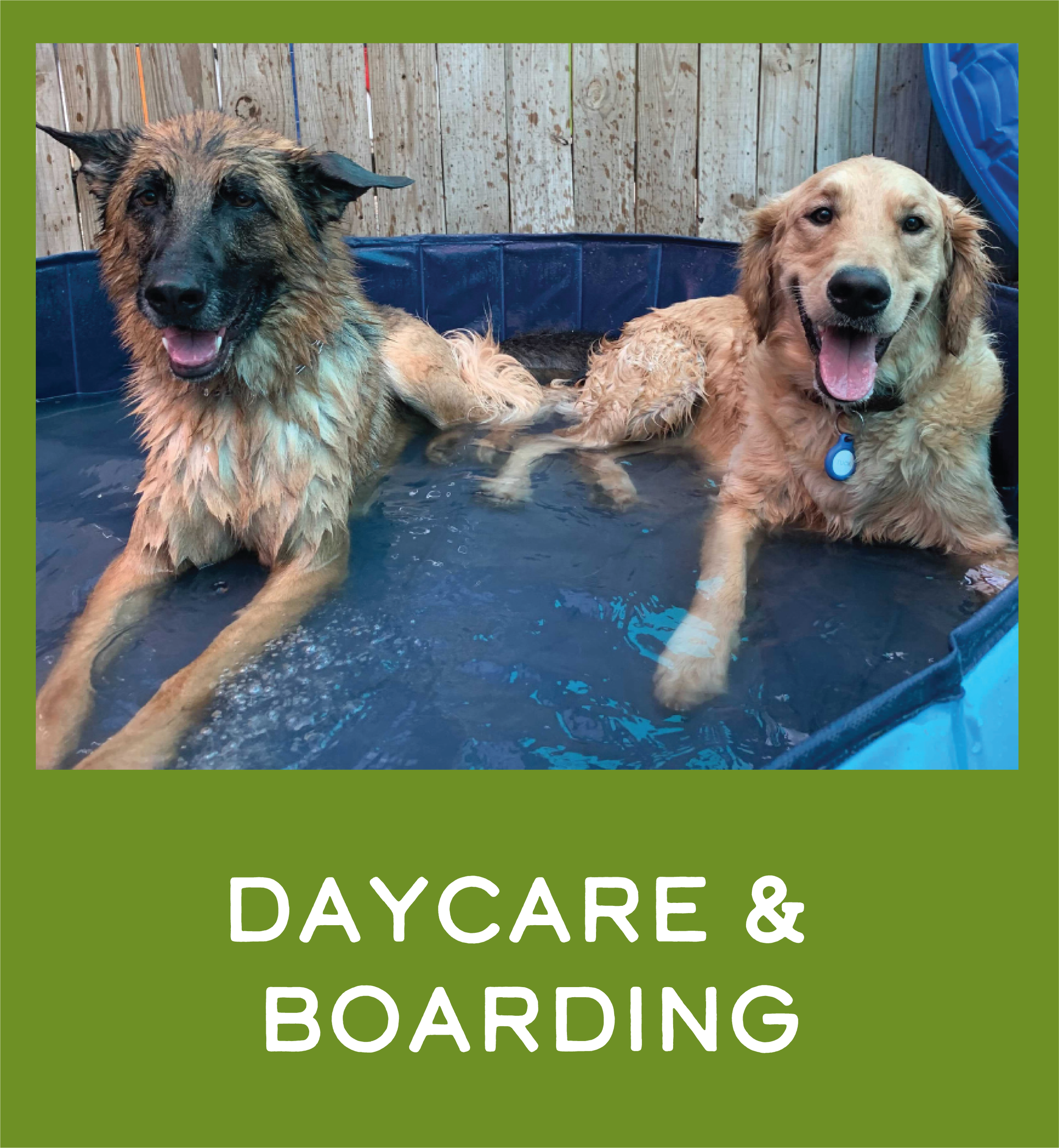 Dog Daycare and Dog Boarding