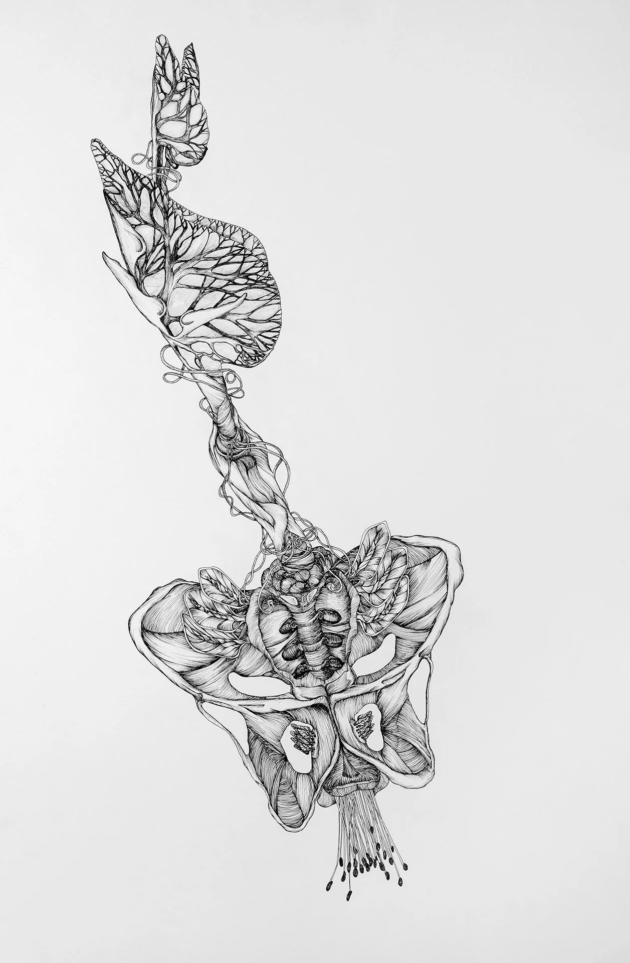 6_Untitled Adaptation (Butterfly Pelvic).jpg