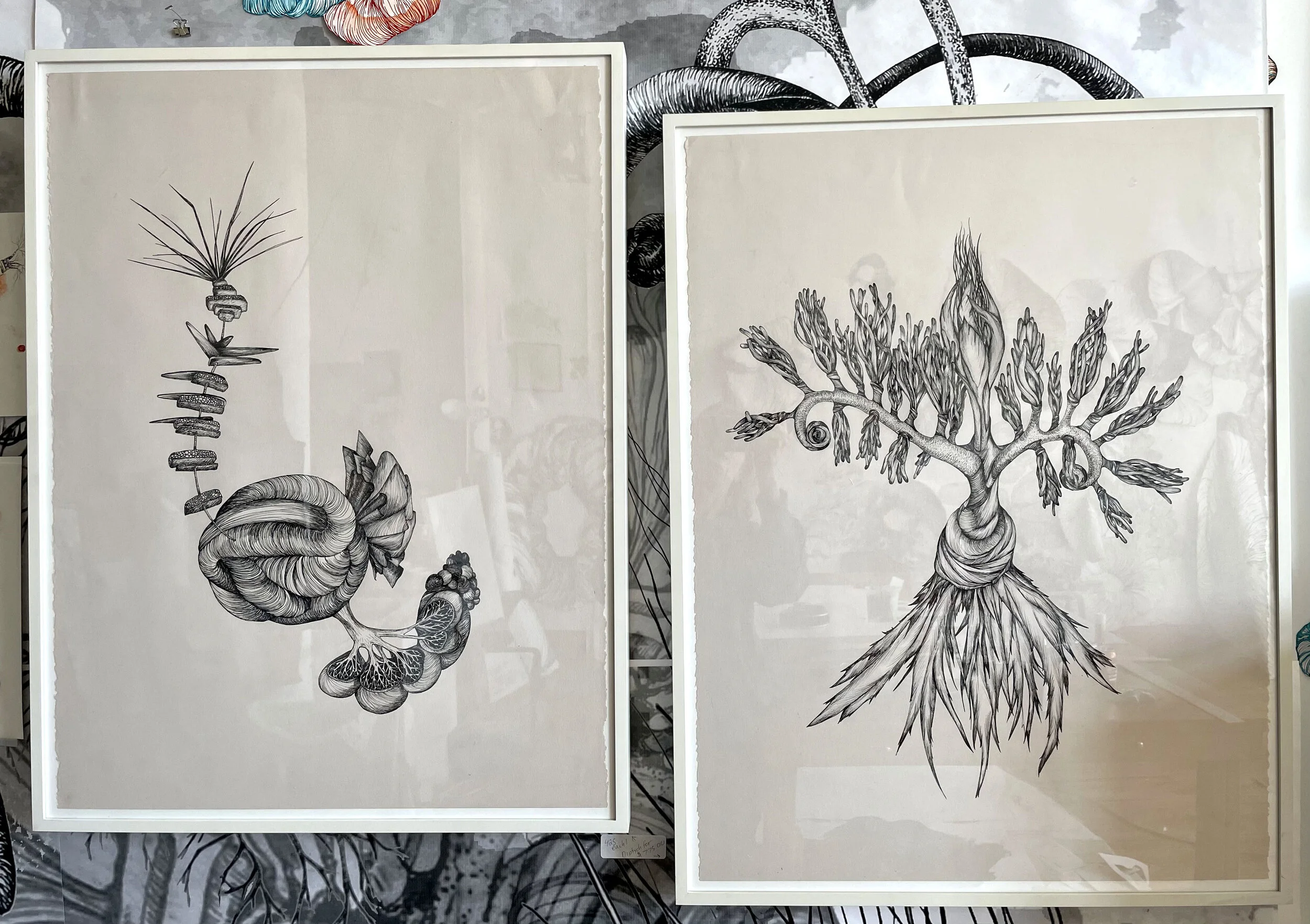 Fiddlehead with Combhead.jpg