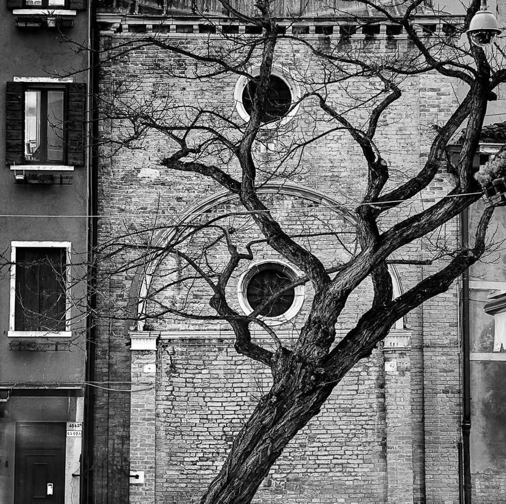 City Tree, Venice 40x40 cm, Edition of 6 60x60 cm, Edition of 7 80x80 cm, Edition of 7 120x120 cm, Edition of 5