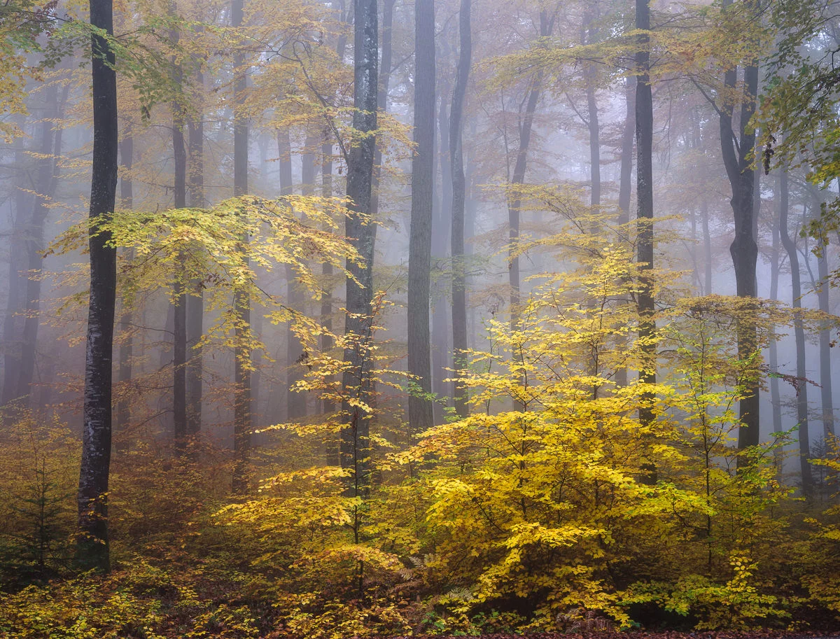 Magic forest, Switzerland 80x50 cm, Edition of 15 100x70 cm, Edition of 20 120x80 cm, Edition of 15