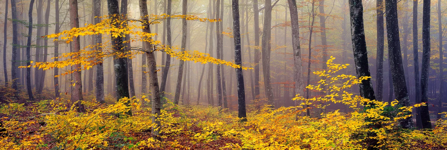 Dancing trees, Switzerland 120x40 cm, Edition of 10 150x50 cm, Edition of 15 180x60 cm, Edition of 15 210x70 cm, Edition of 10