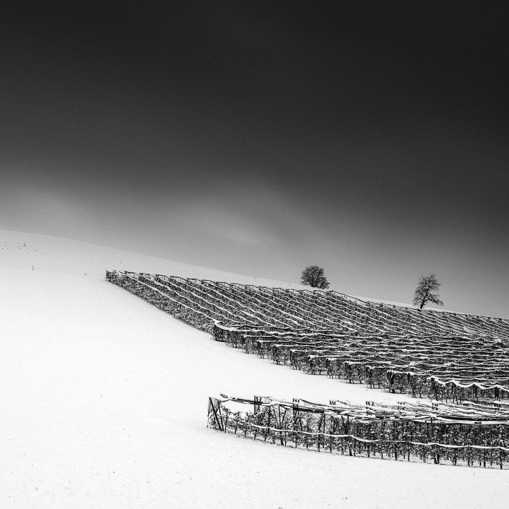 Winter orchard, Switzerland 40x40 cm, Edition of 6 60x60 cm, Edition of 7 80x80 cm, Edition of 7 120x120 cm, Edition of 5