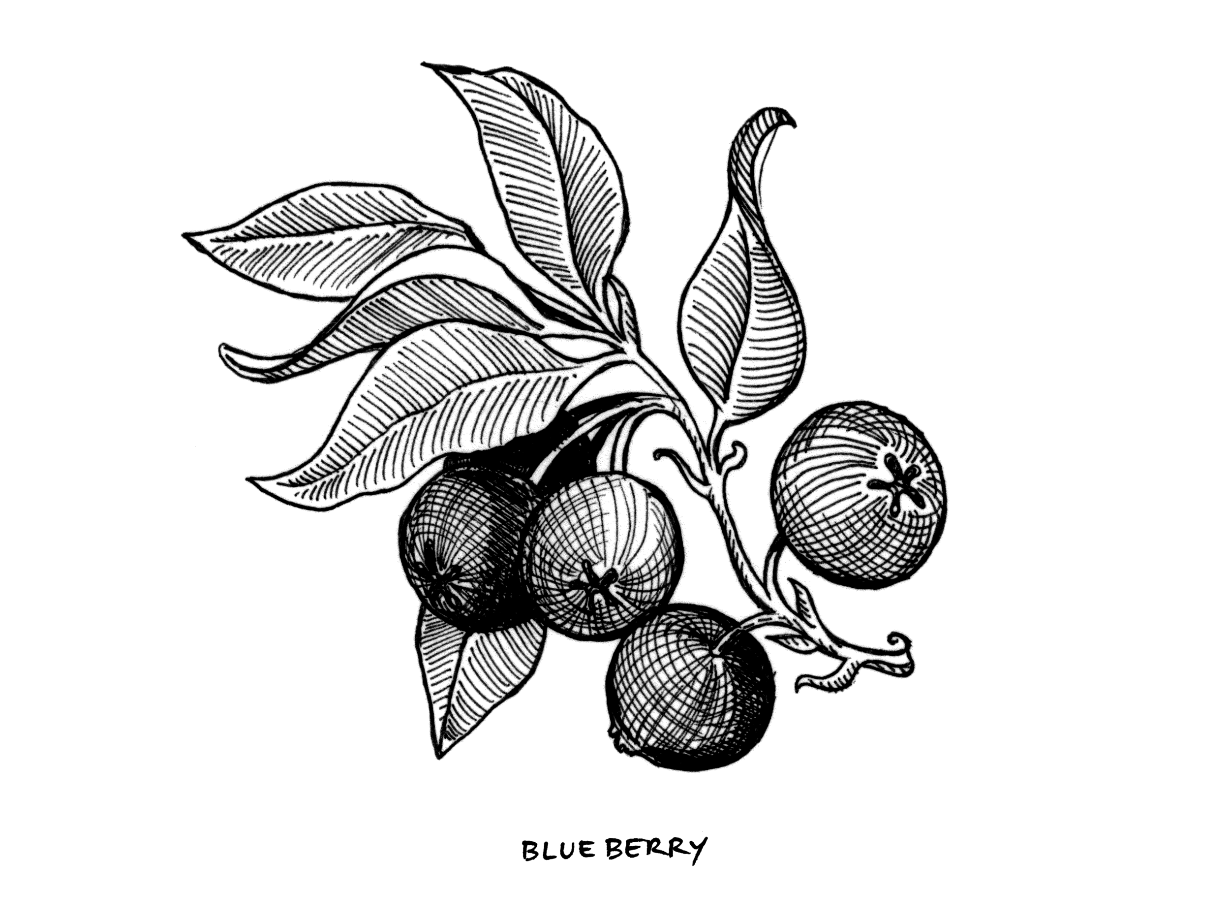 Blueberry_StrainArt.png