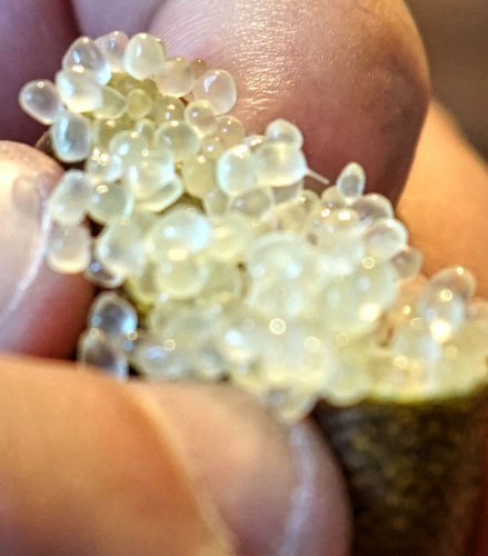 Caviar Lime Pulp