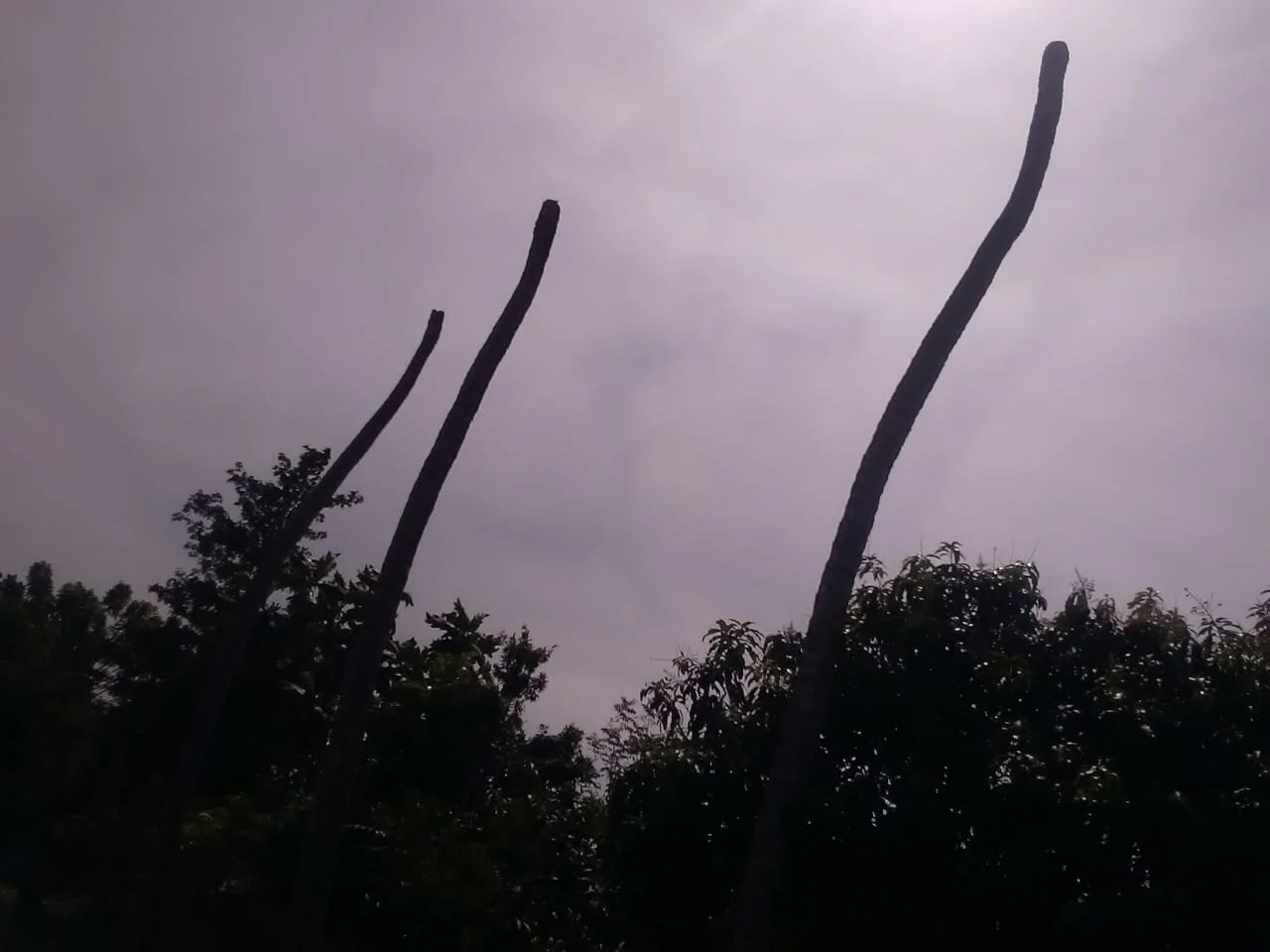 Coconut trees in Mekarsari Village, Indramayu died without producing coconut and leaves (June 2020). Photo credits: JatAyu