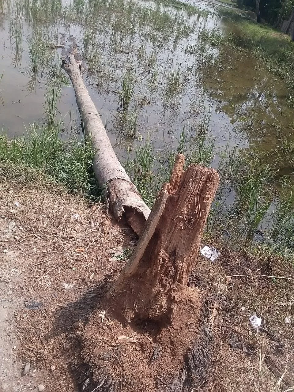 A coconut tree in Mekarsari Village Indramayu died and fell to the ground (June 2020). Photo credits: JatAyu
