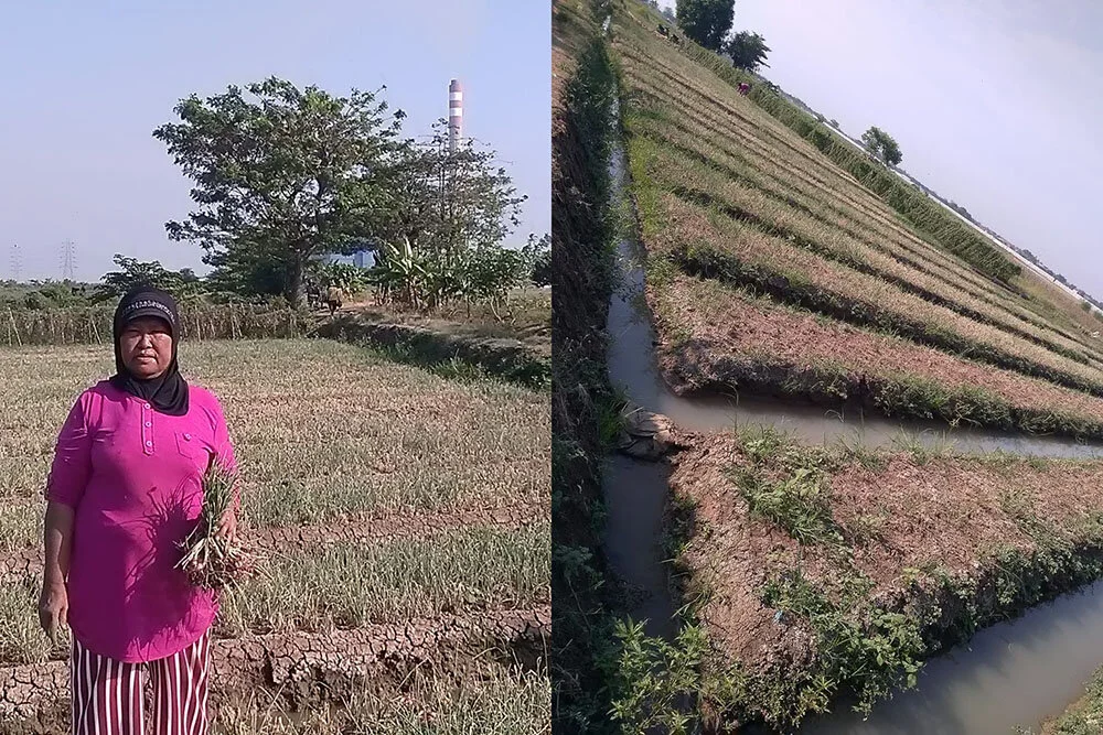 Darisem showed her onion failed to harvest in Mekarsari, Indramayu, in June 2020. Photo credits: JatAyu