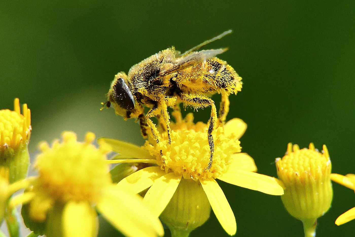 Pollen causing allergies in Perth