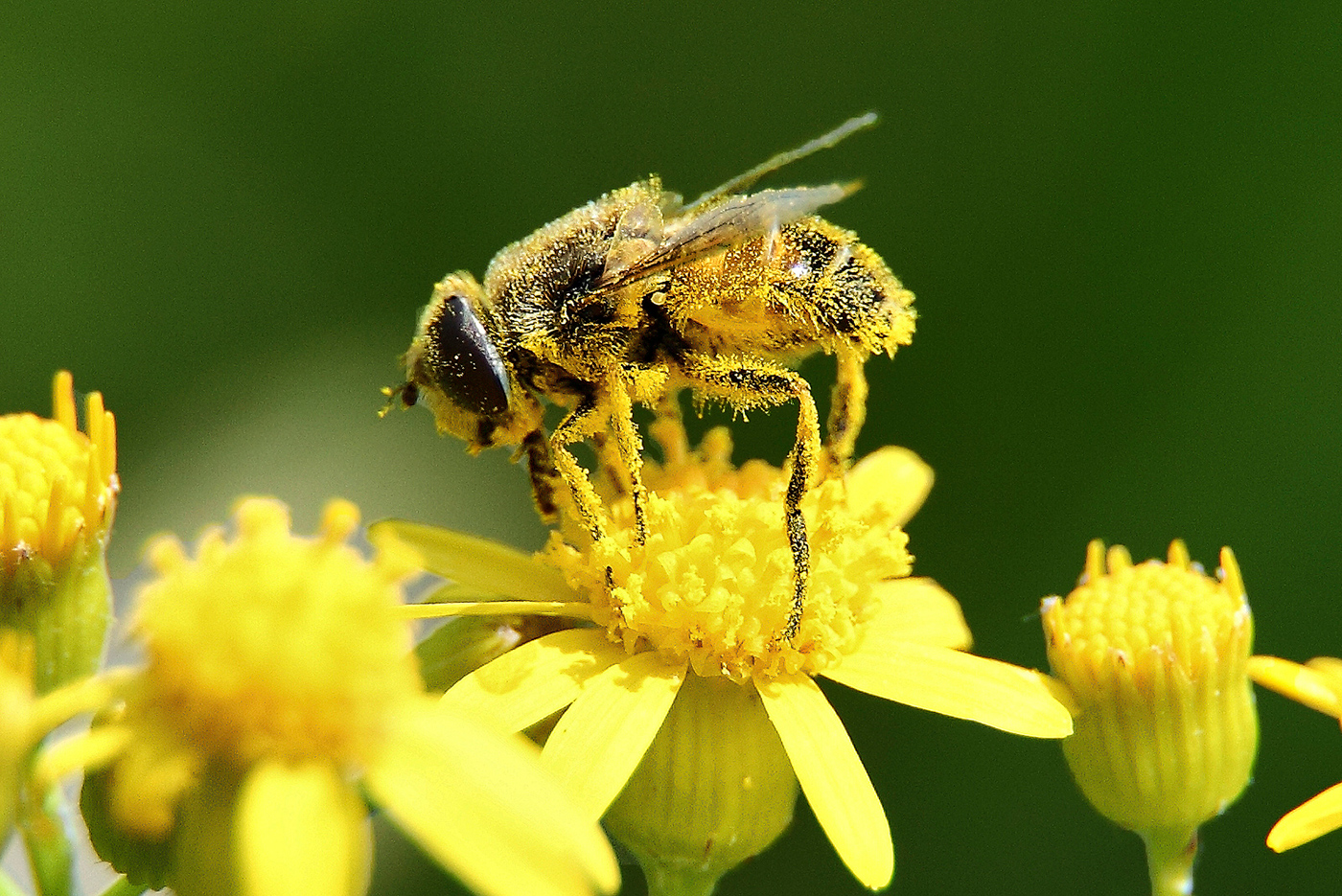 Pollen causing allergies in Perth