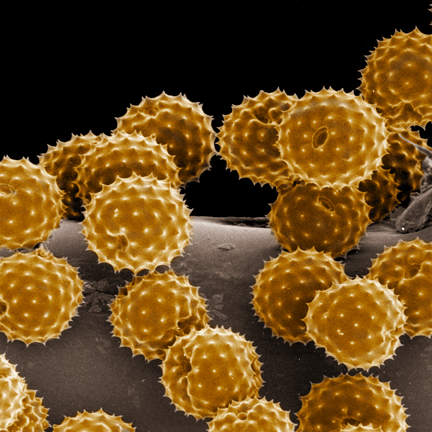 One in five people in Perth suffers with hay fever