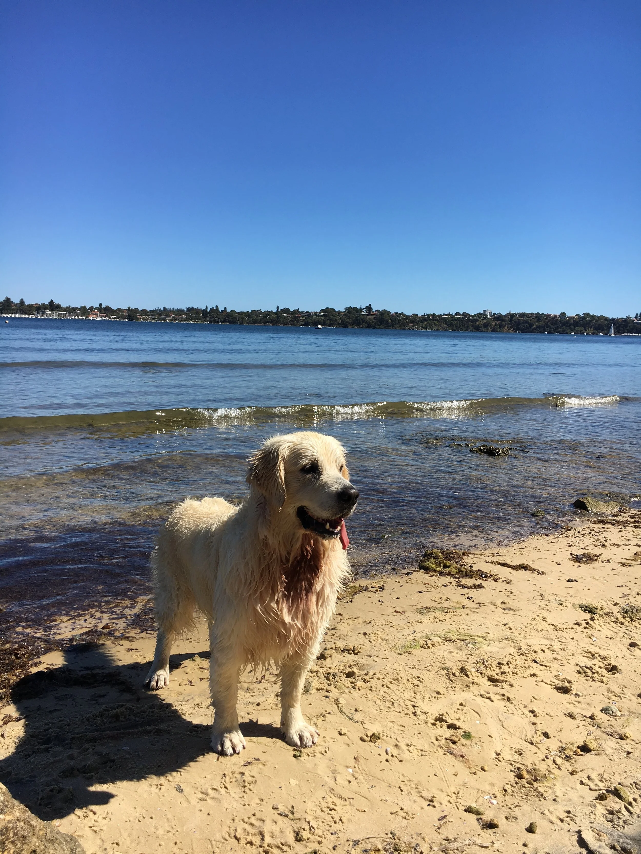 Perth’s Best Dog Beaches – Where to take your pooch for the perfect play