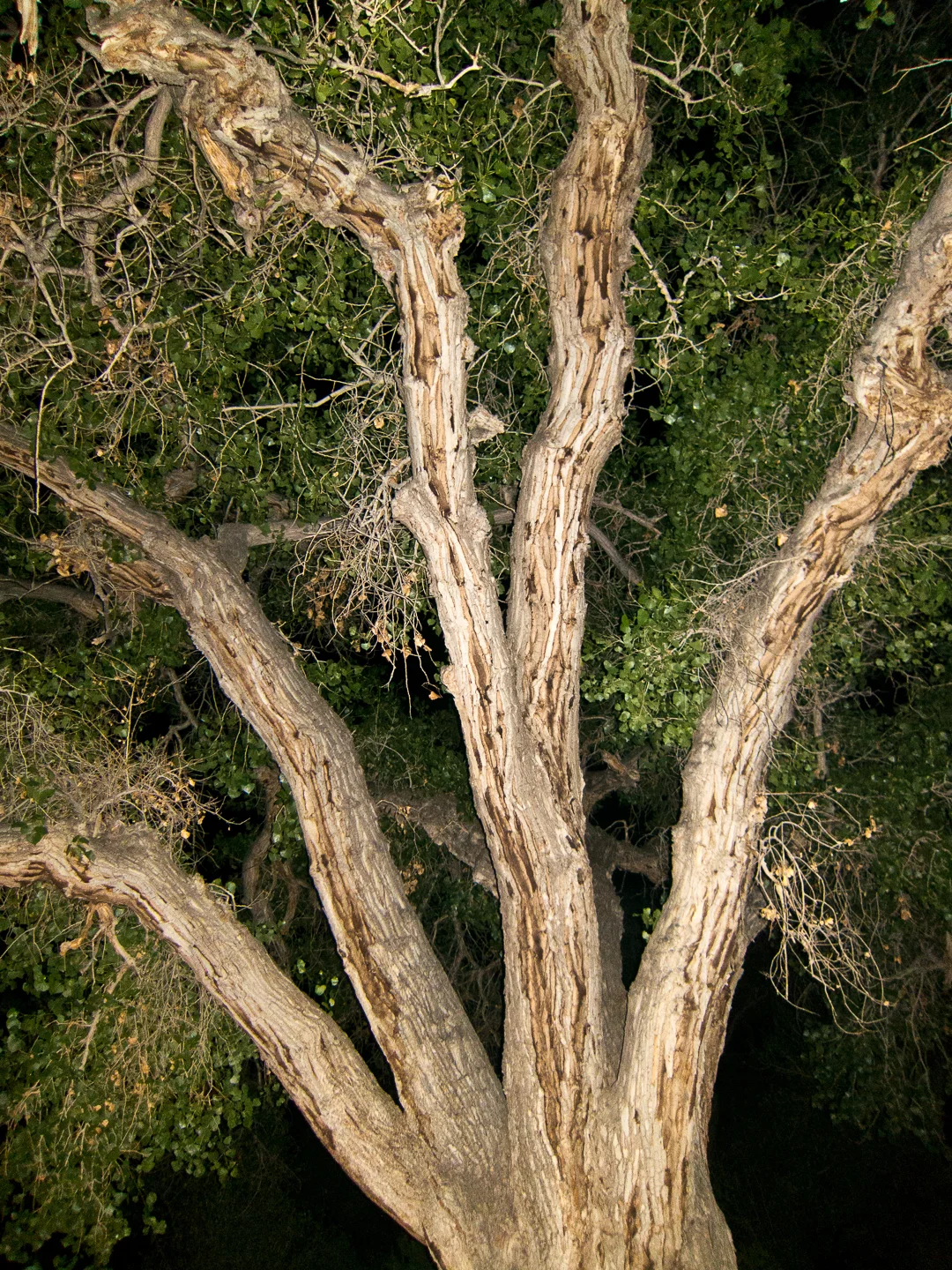 20130609_Deso_456.jpg