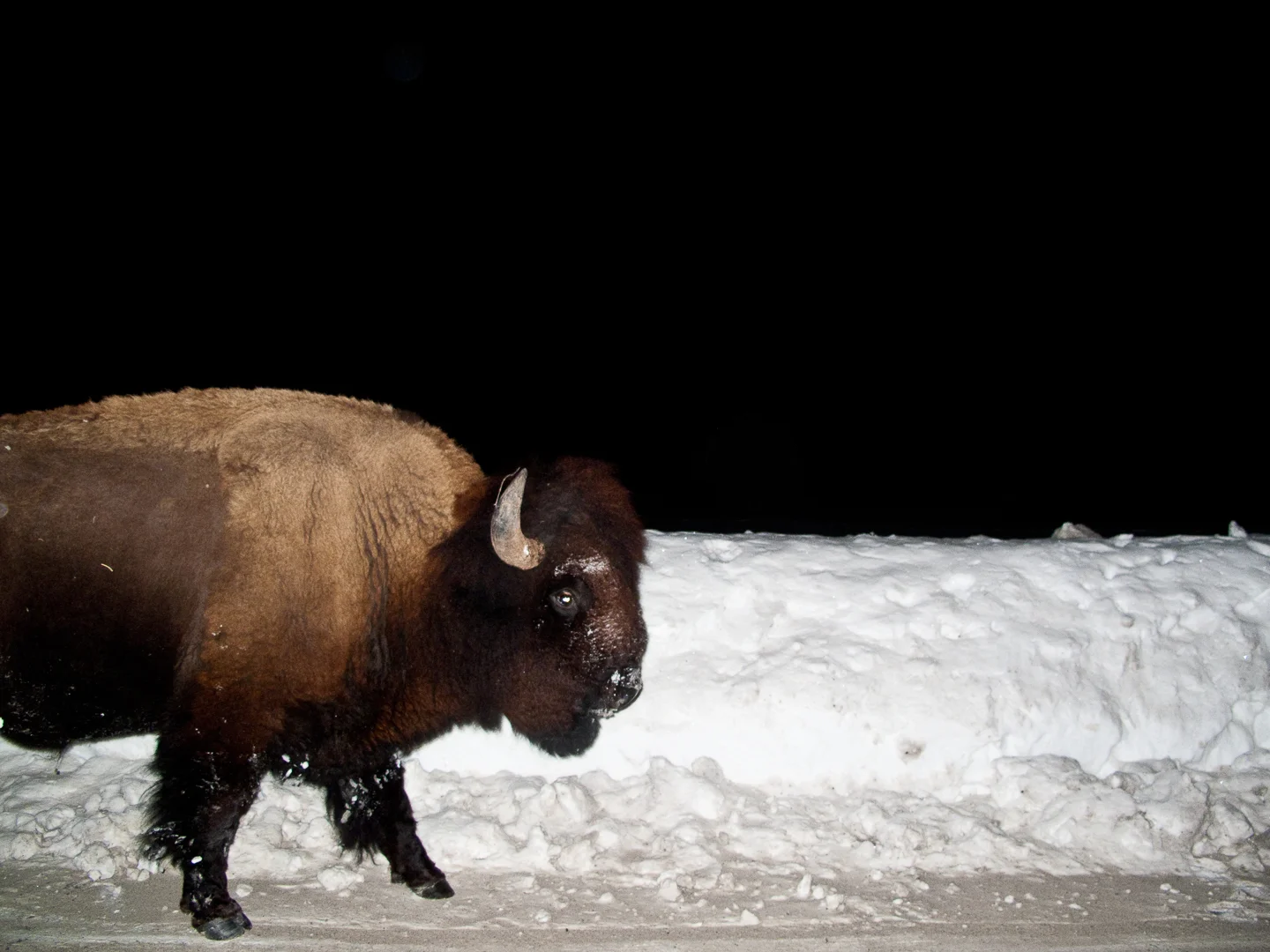 20110202_Yellowstone_NP_002.jpg