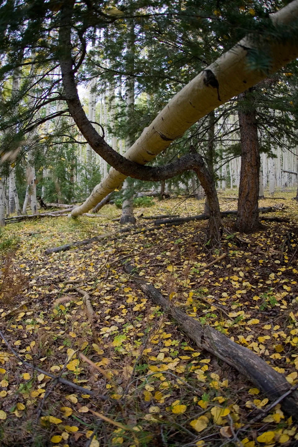 20070923_PonchaPass_CO_153.jpg