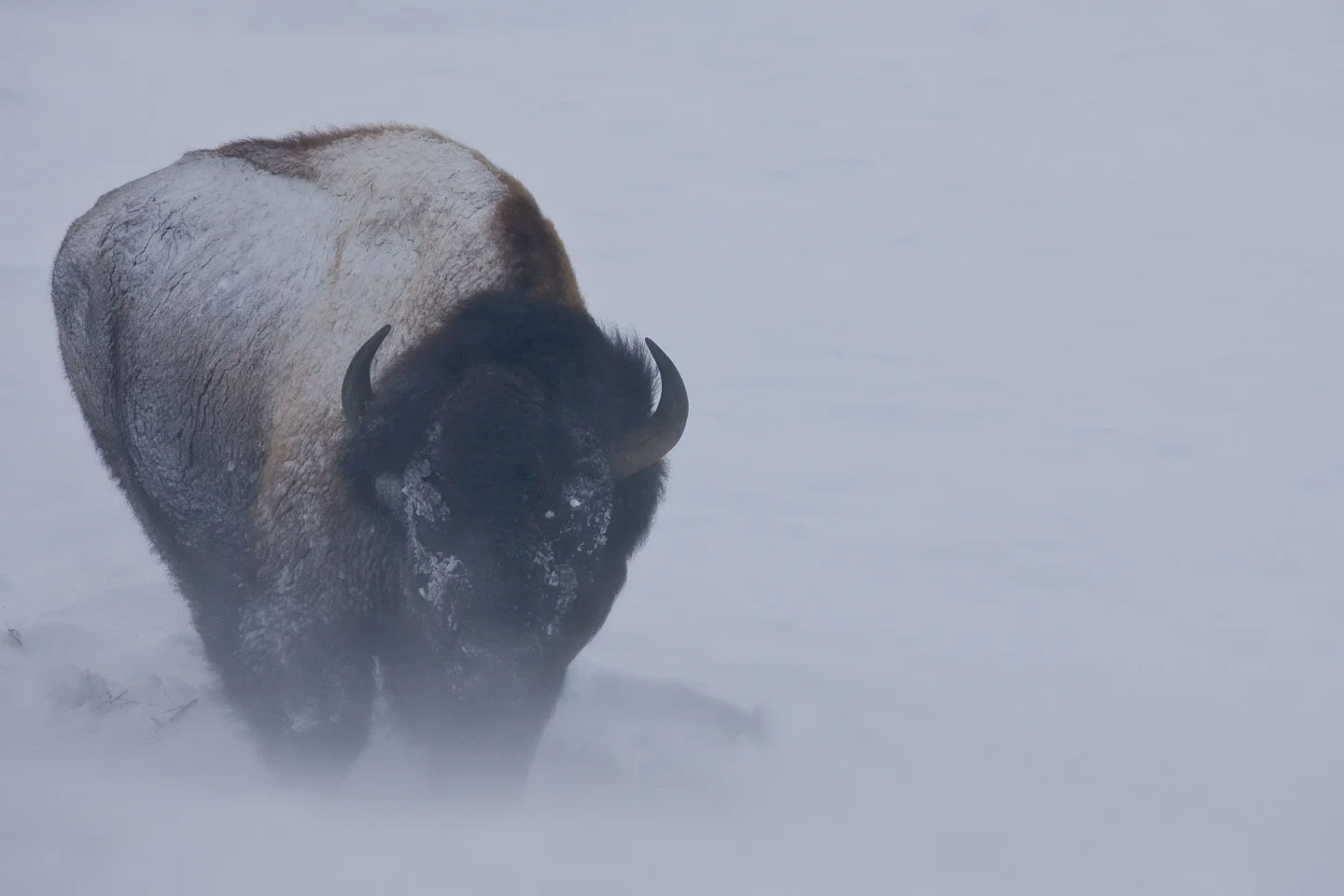 20110213_Yellowstone_NP_015.jpg