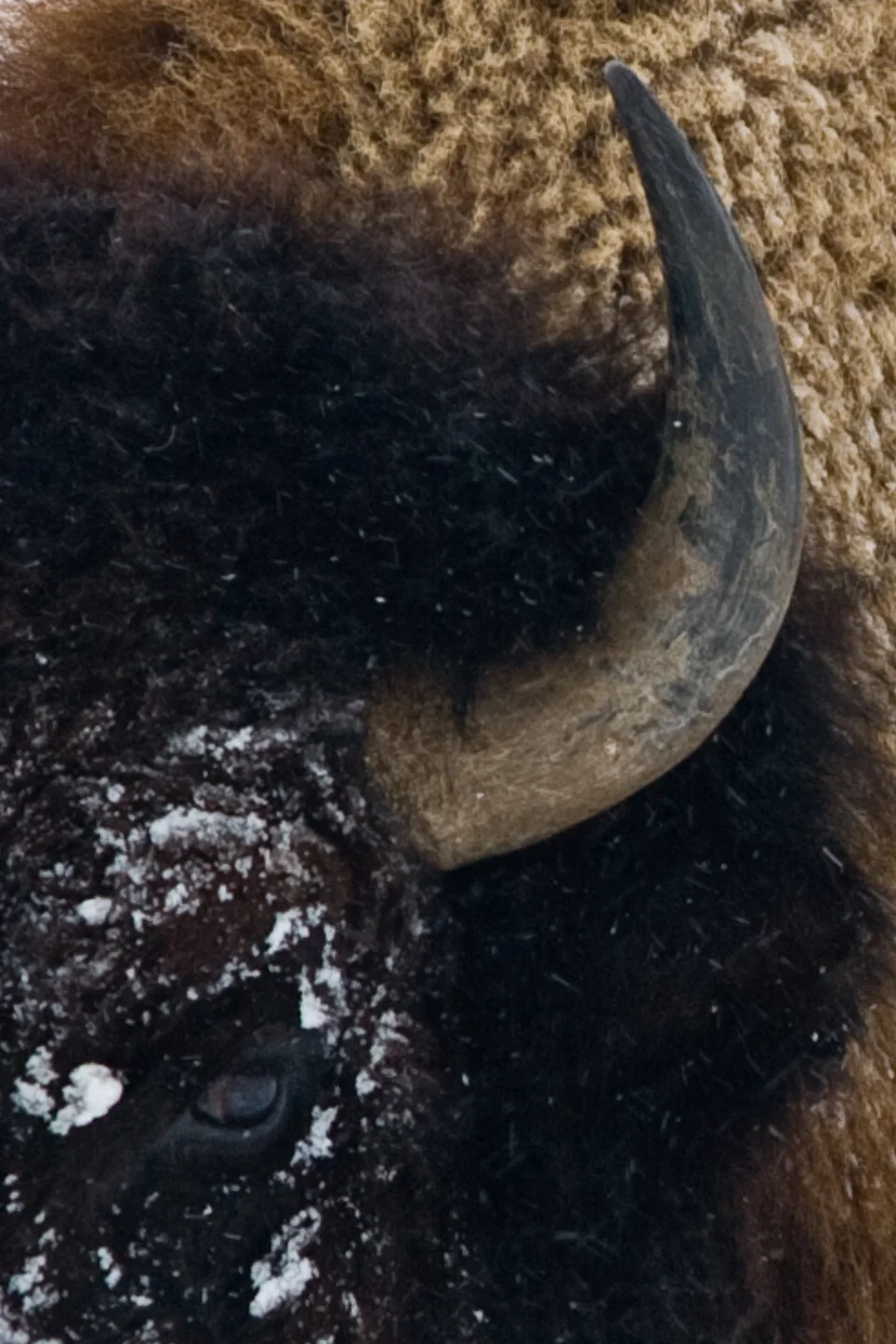 20110213_Yellowstone_NP_052.jpg