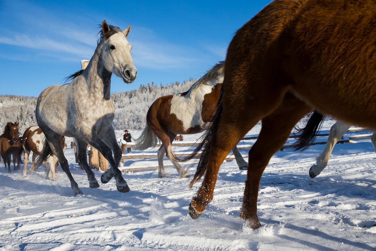 20150324_Horse_006.jpg
