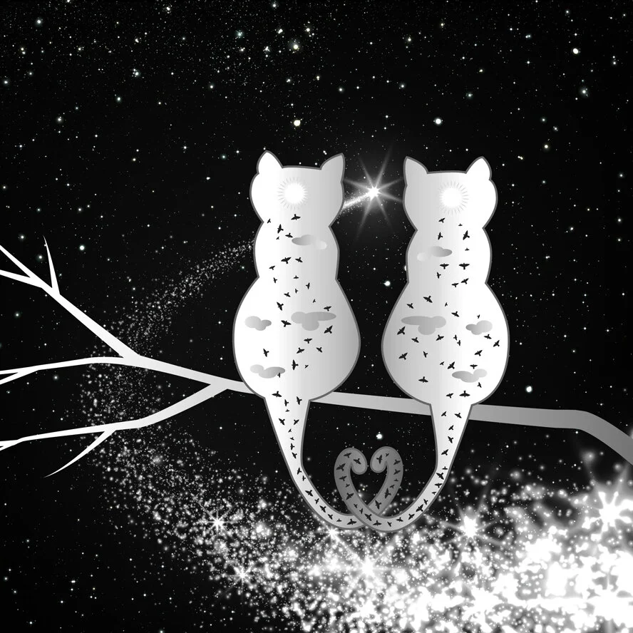 Gatos