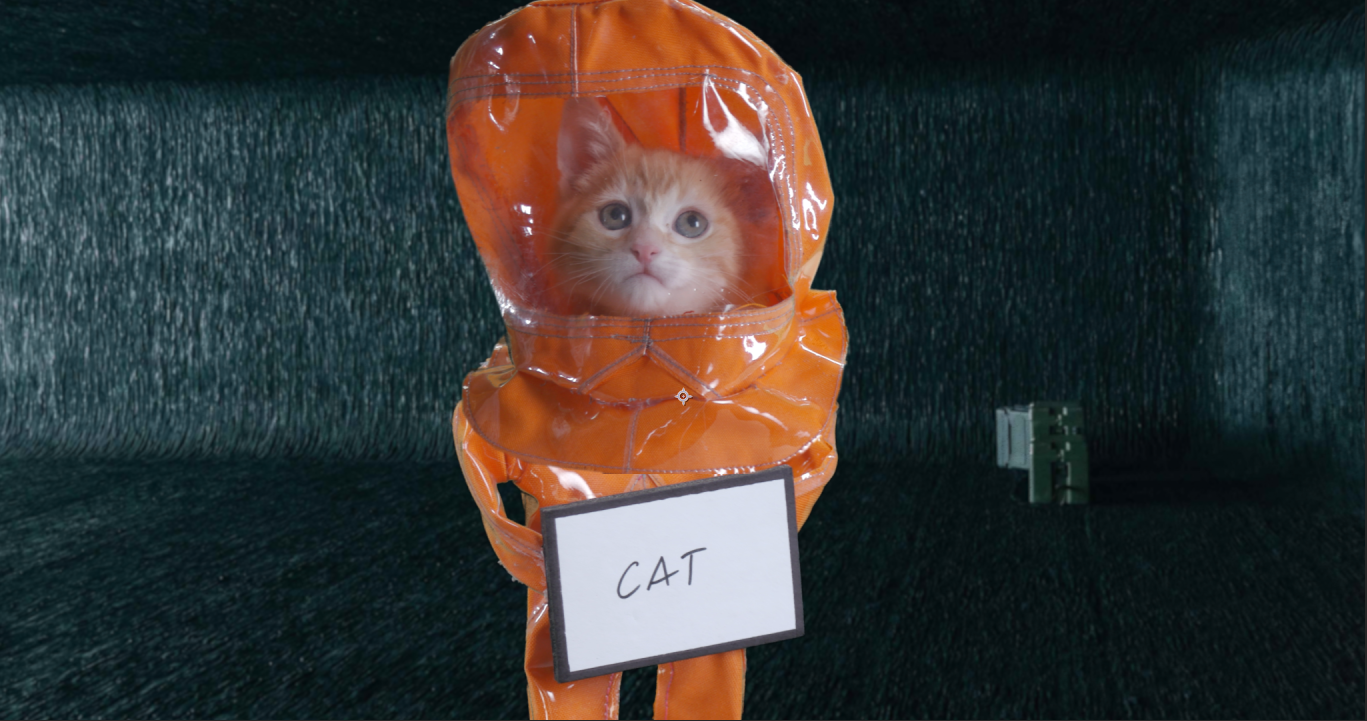 Arrival Cat 