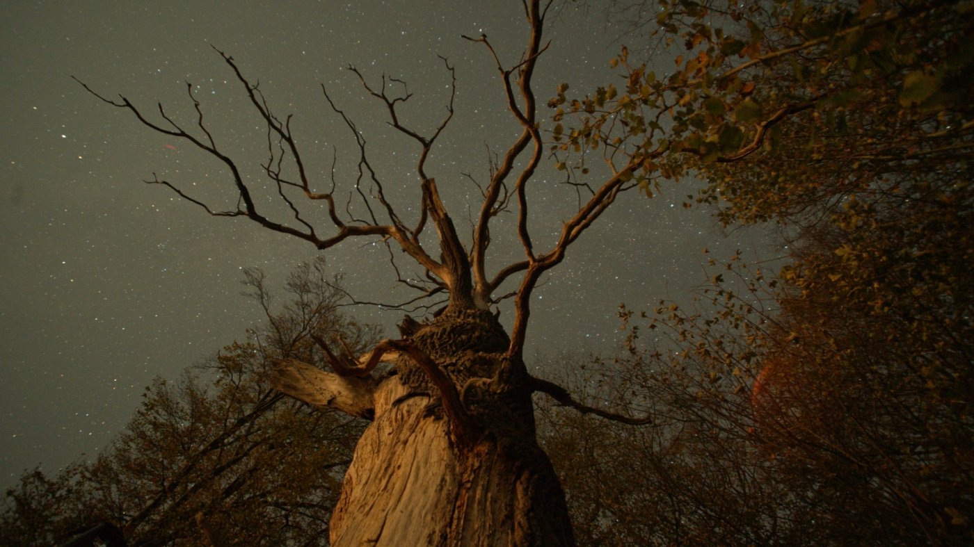 The Hidden Life Of Trees