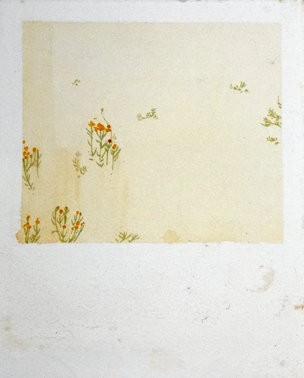 Desert Flower