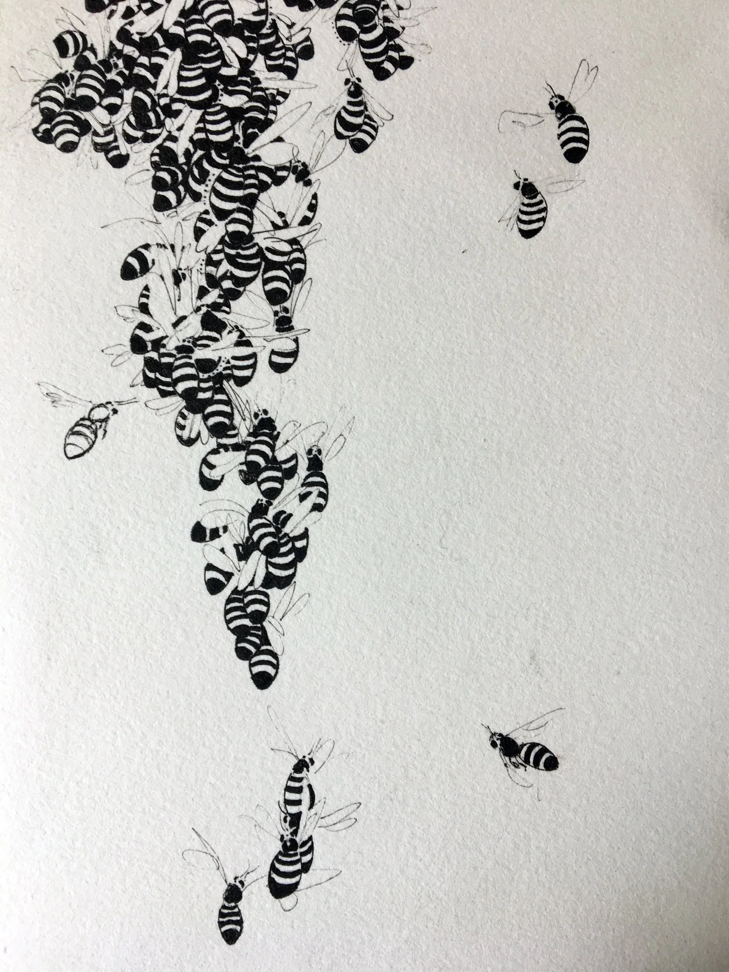 ink on paper Crystal Hartman From the Series: The Bees