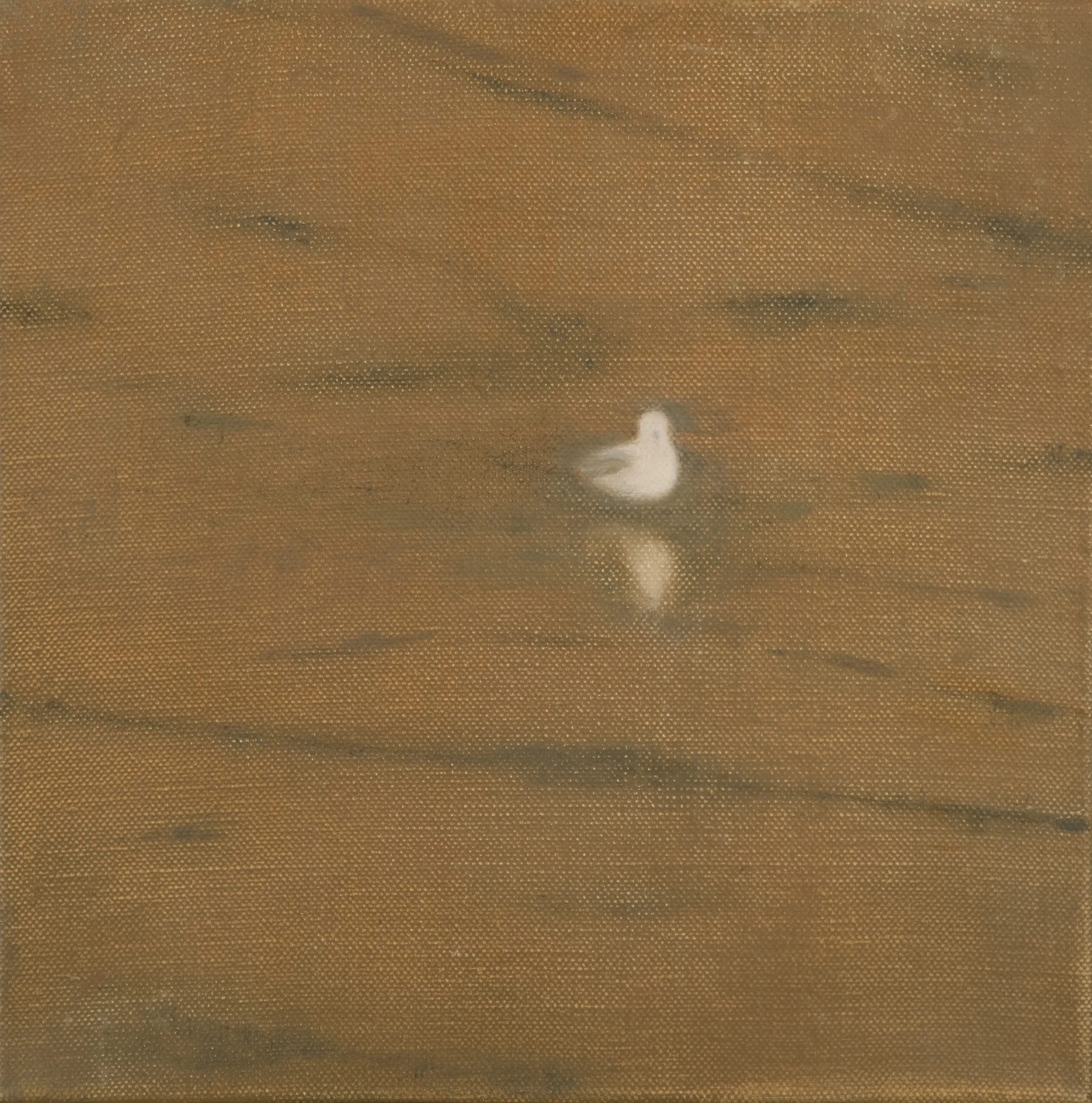Gull in shallow water