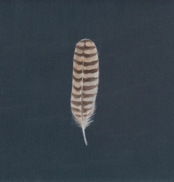 Barred feather