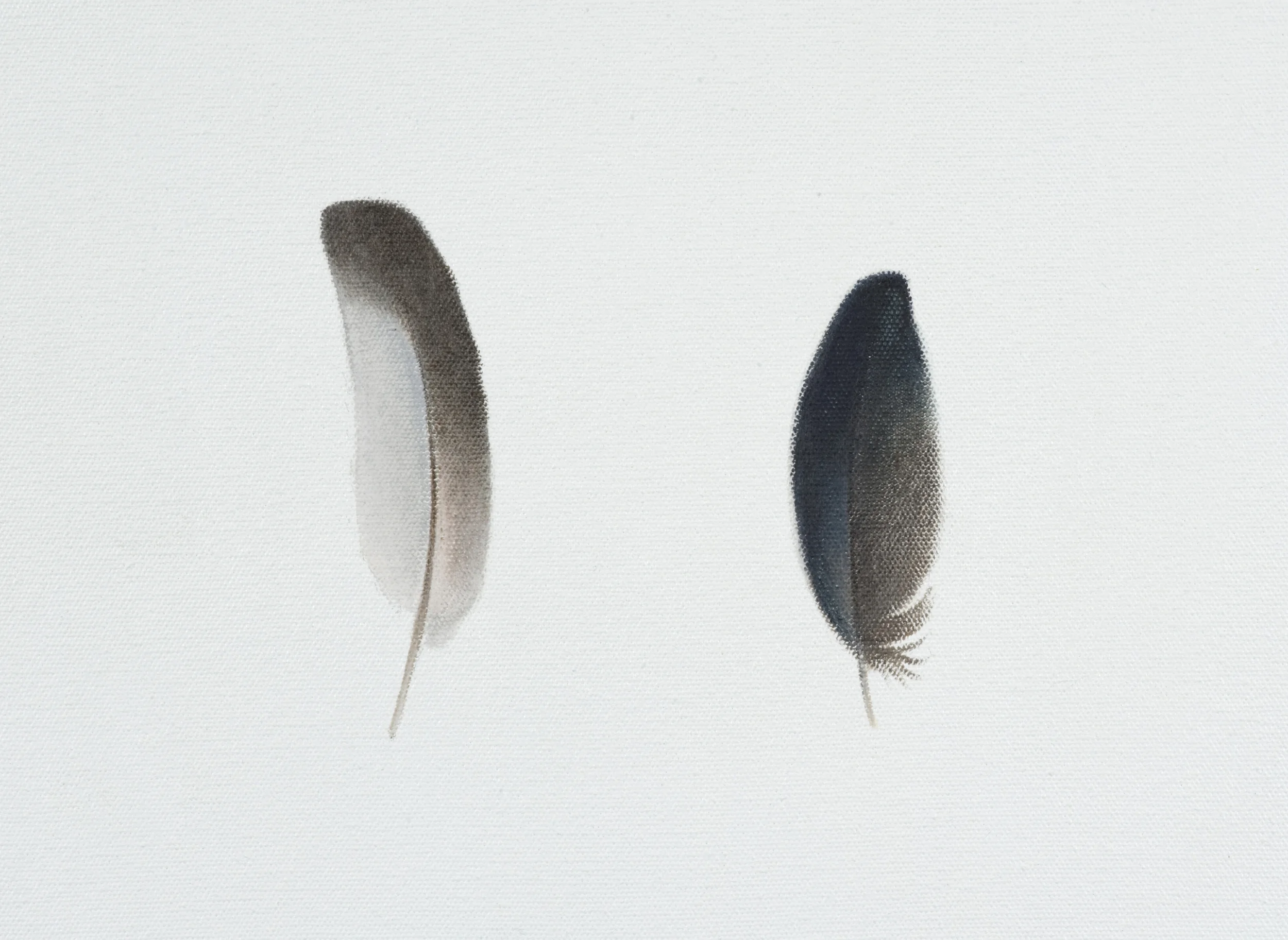 Two feathers