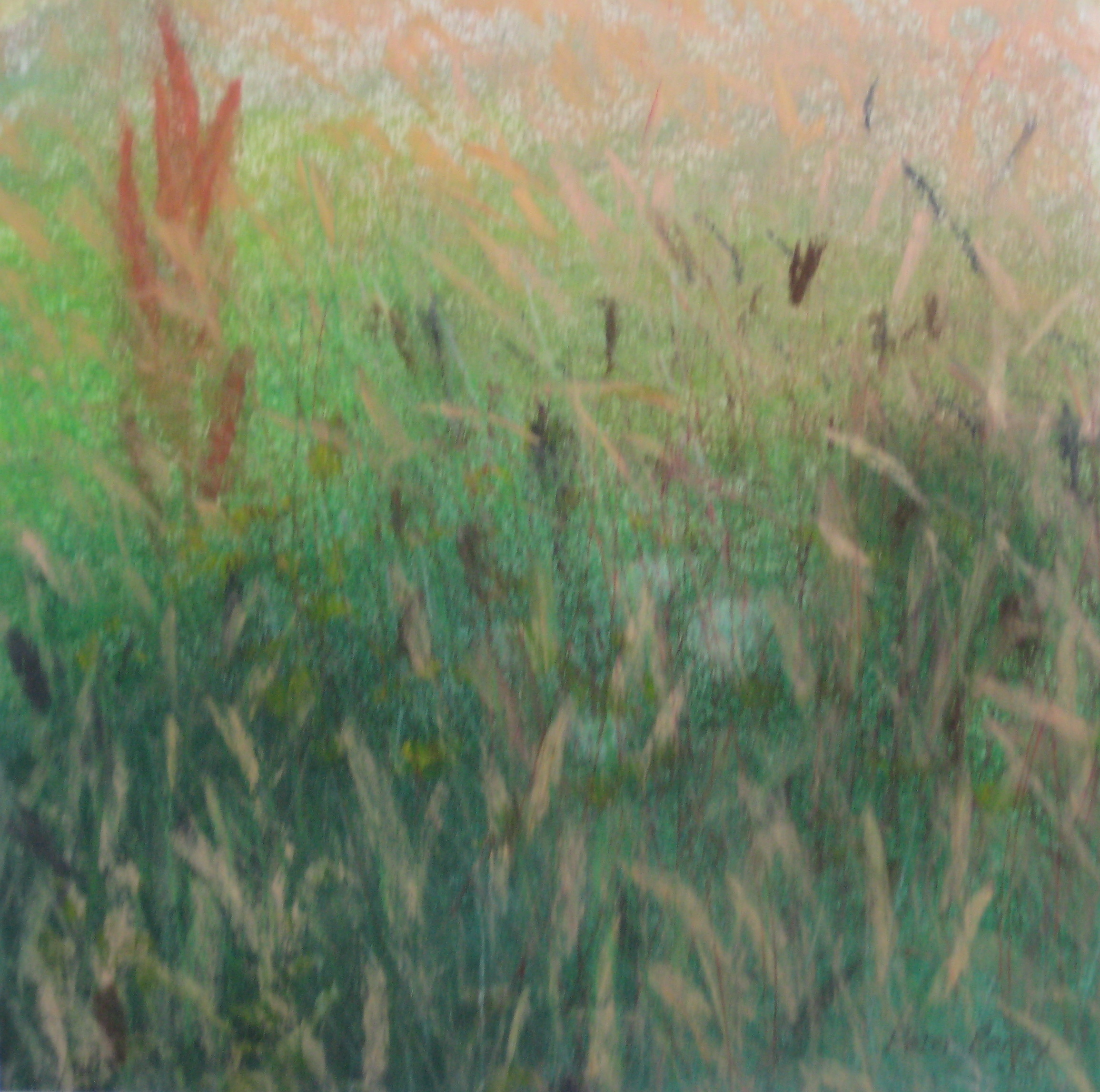 SUMMER GRASSES I