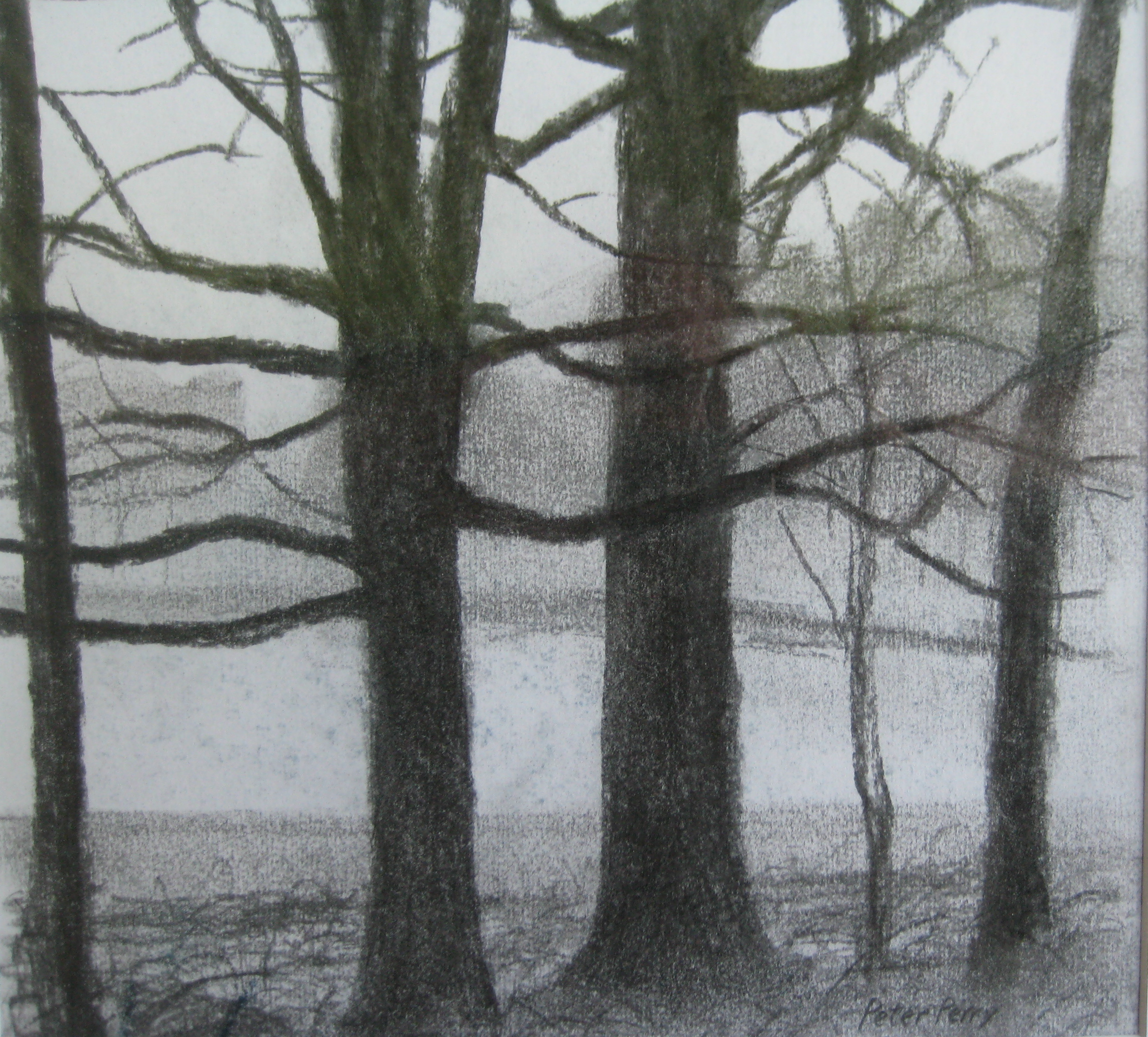 TREES, WINTER Approx 12X12" (30X30cm) Charcoal on paper Sold