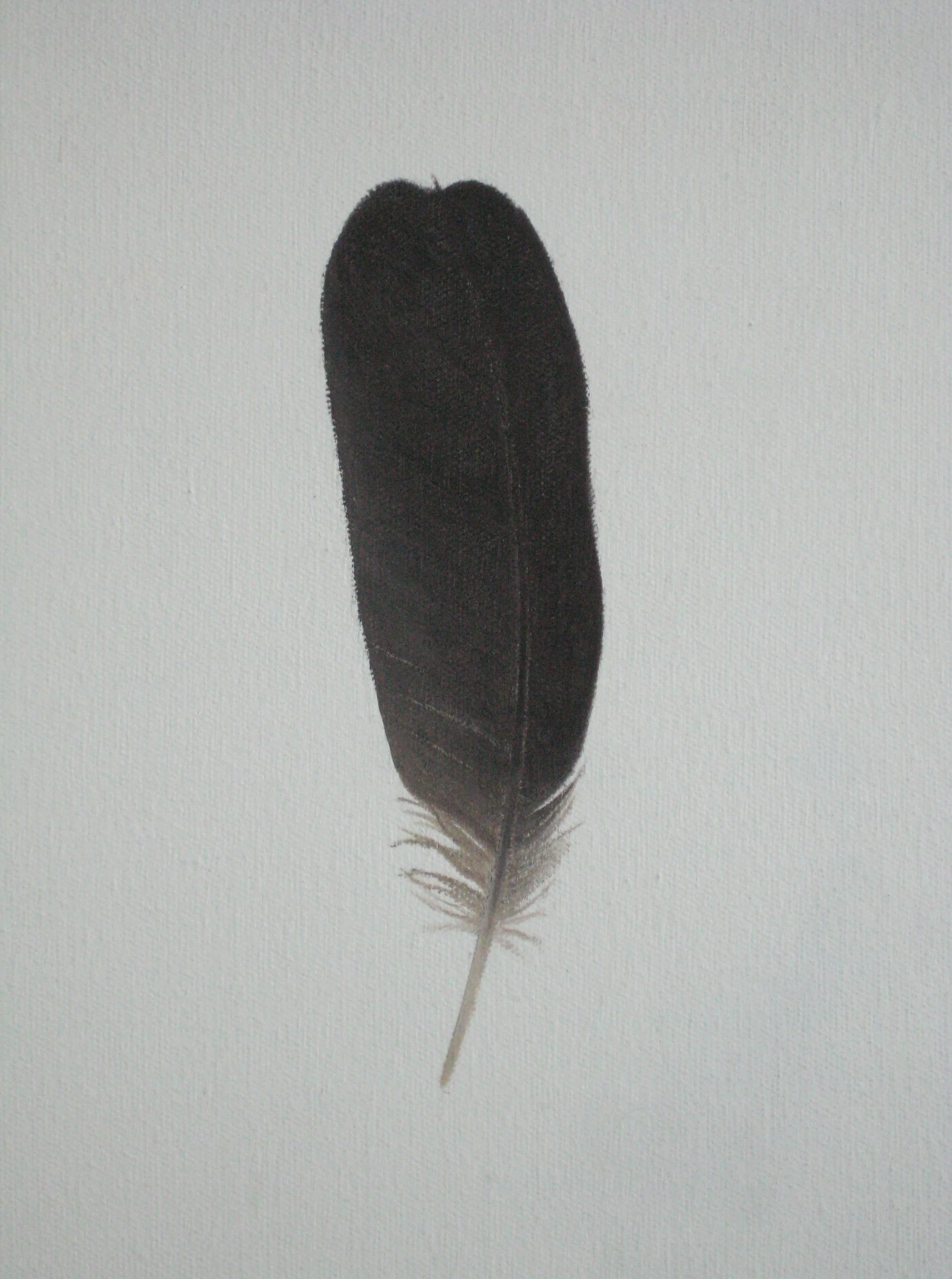 BLACK FEATHER 9.5X7.5" (24X19cm) Oil on canvas