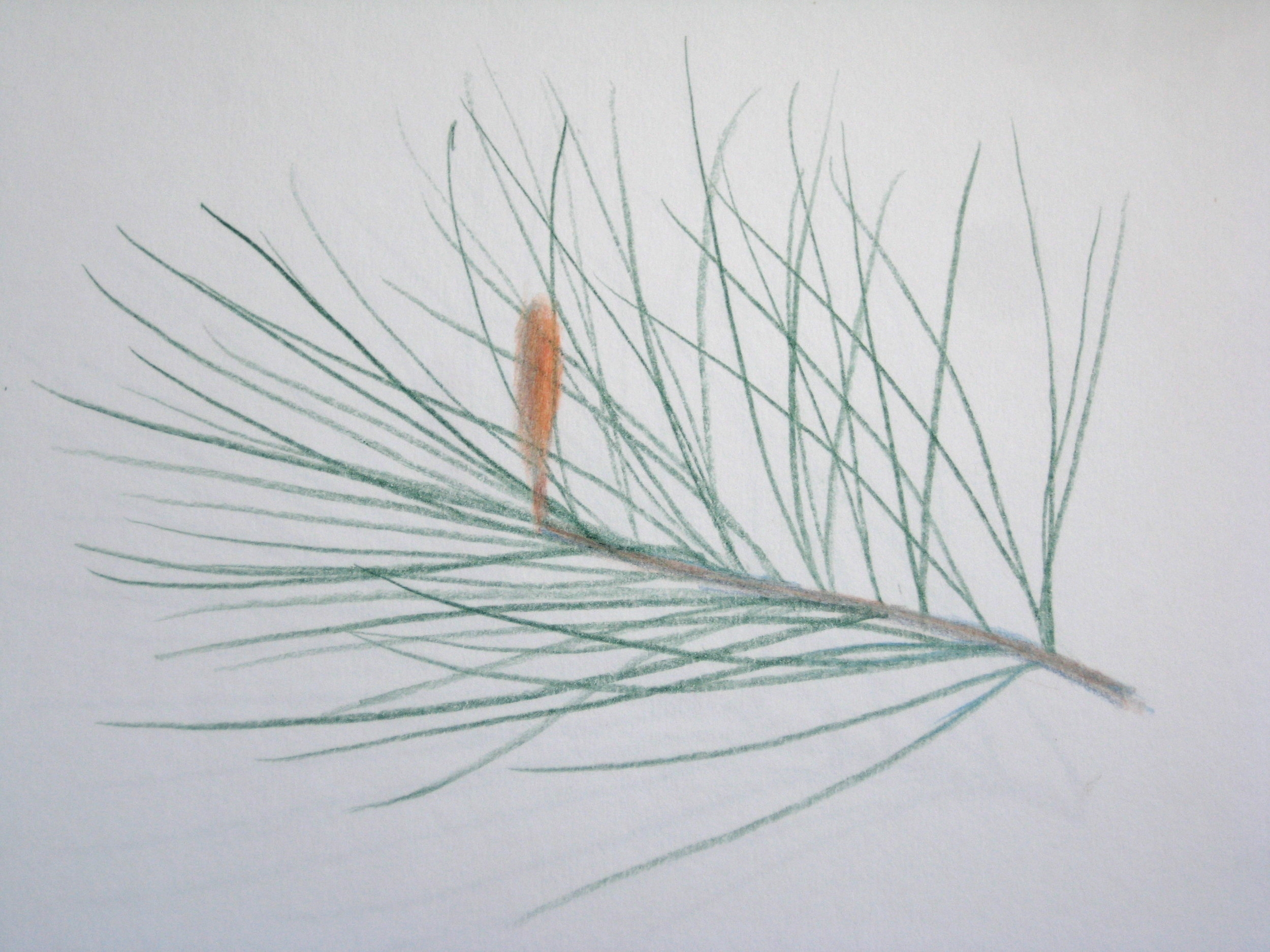 PINE SHOOT