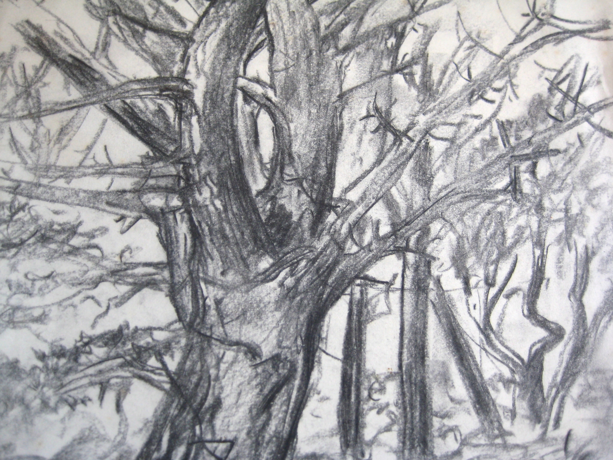 MONTEREY PINE