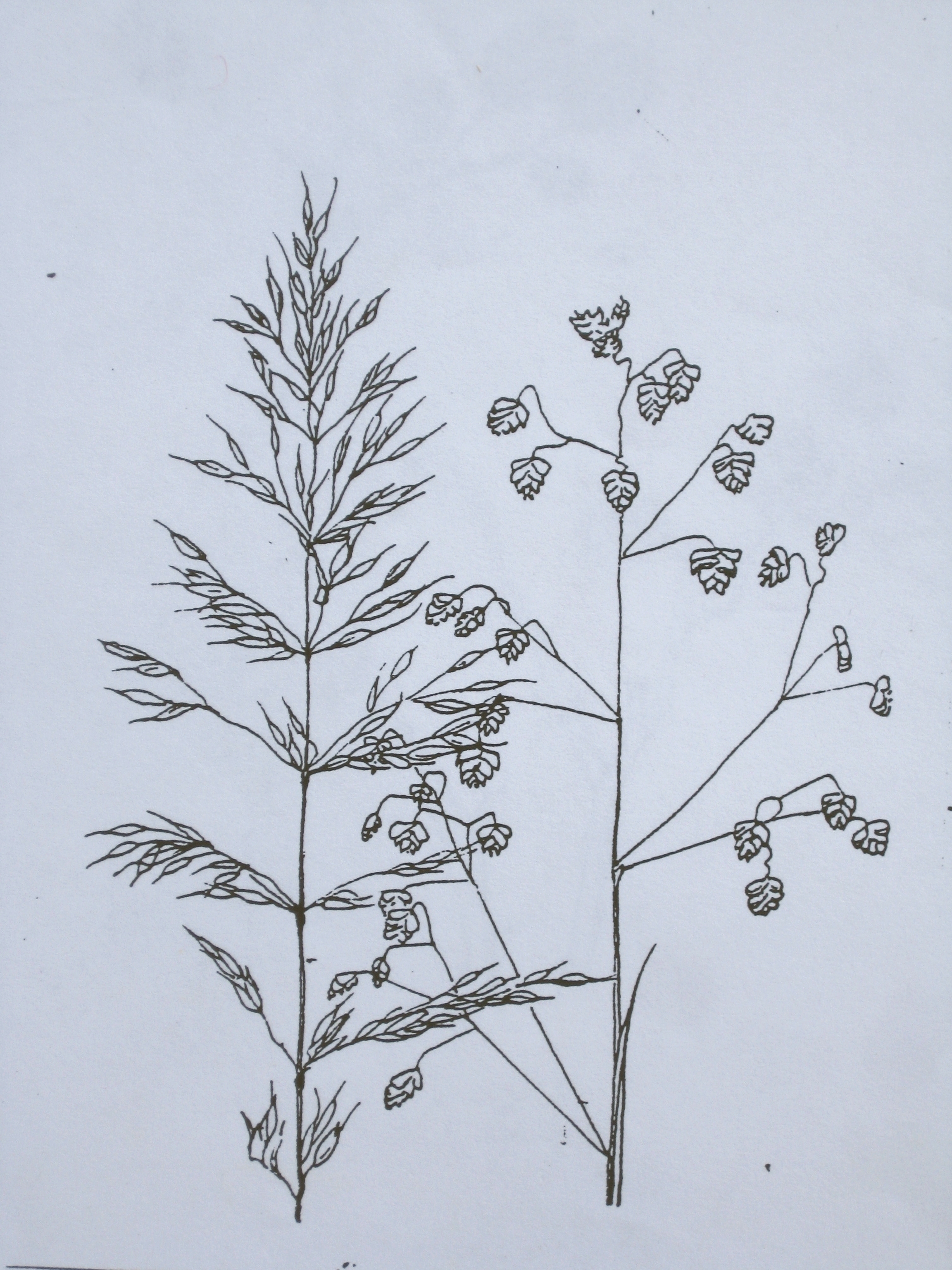 GRASSES I