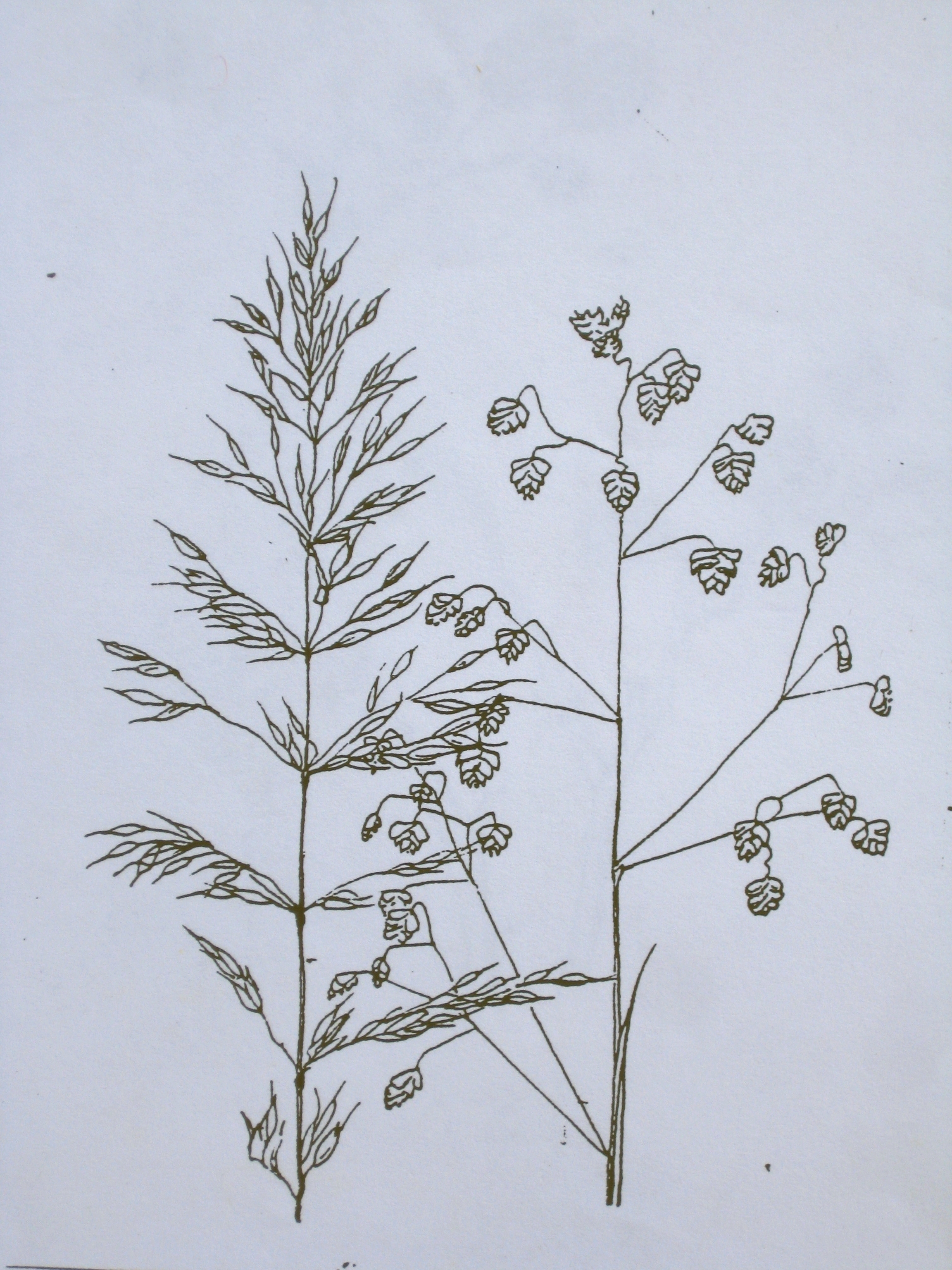 GRASSES I