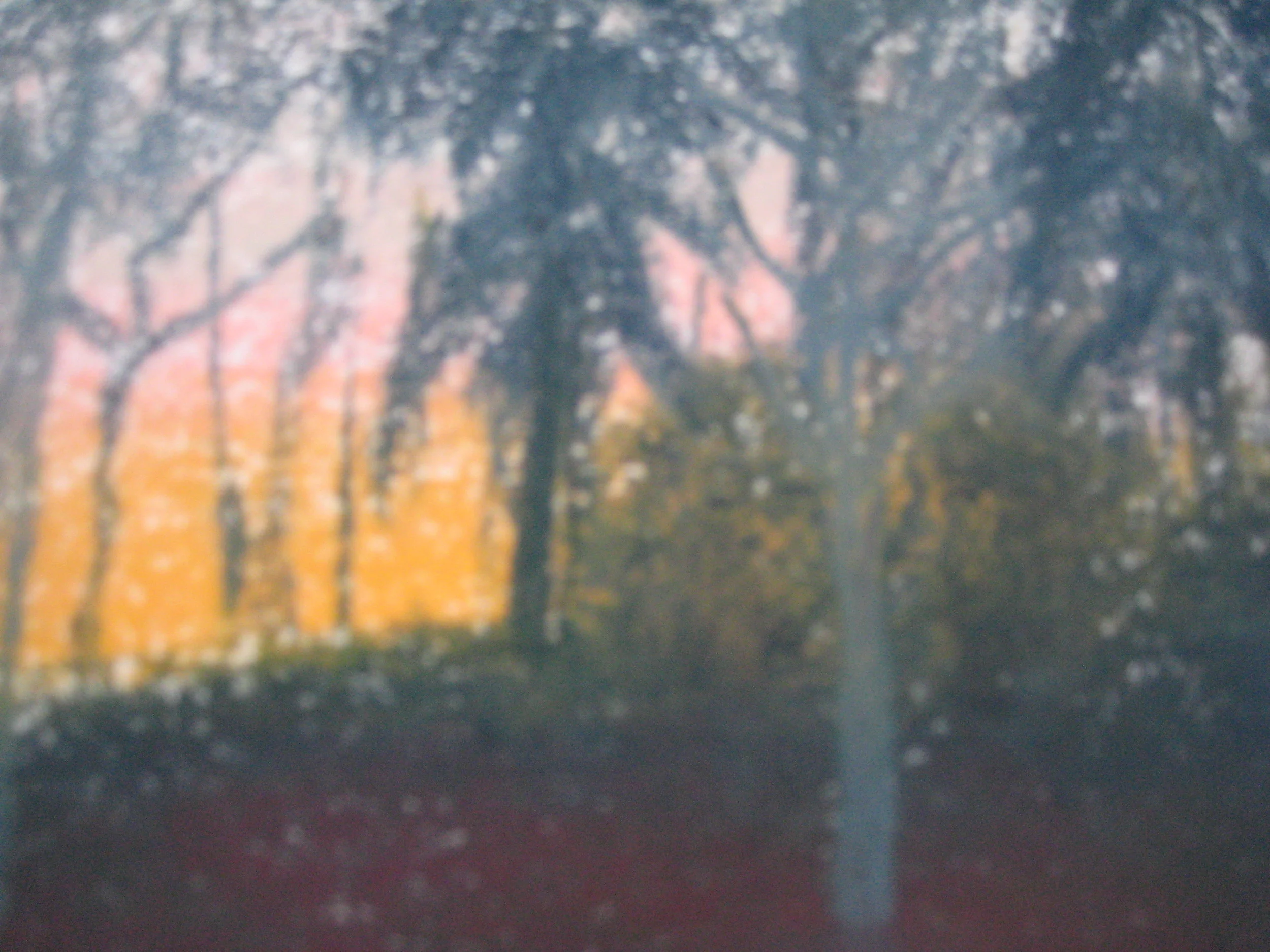 WOODLAND, FRANCE, EVENING 2
