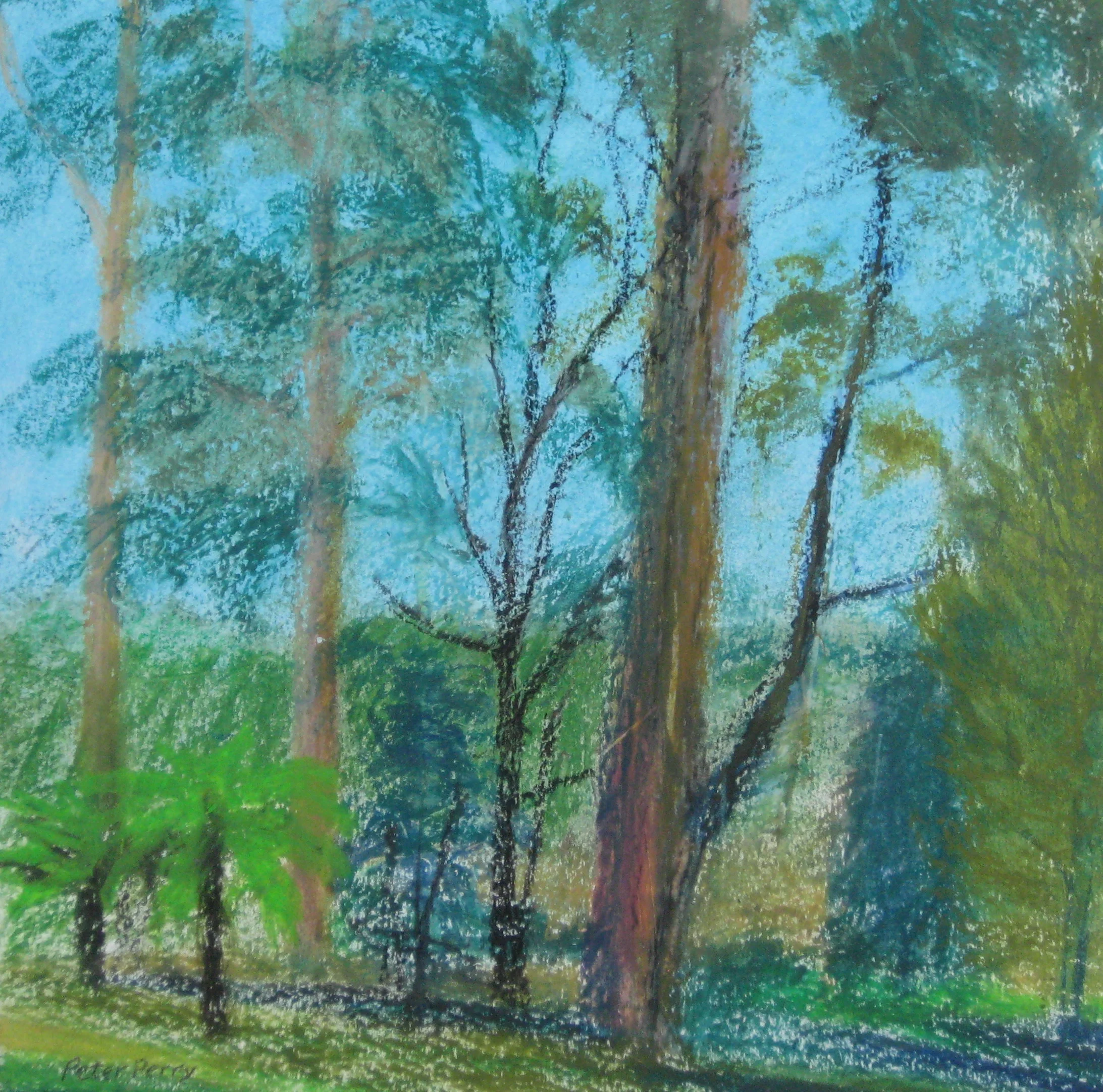 EUCALYPTS II, VICTORIA, AUSTRALIA