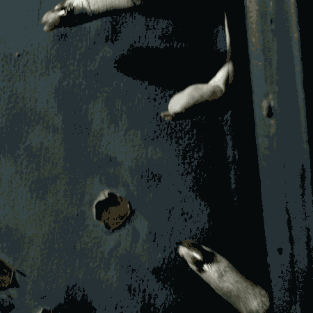 halloween2015.gif